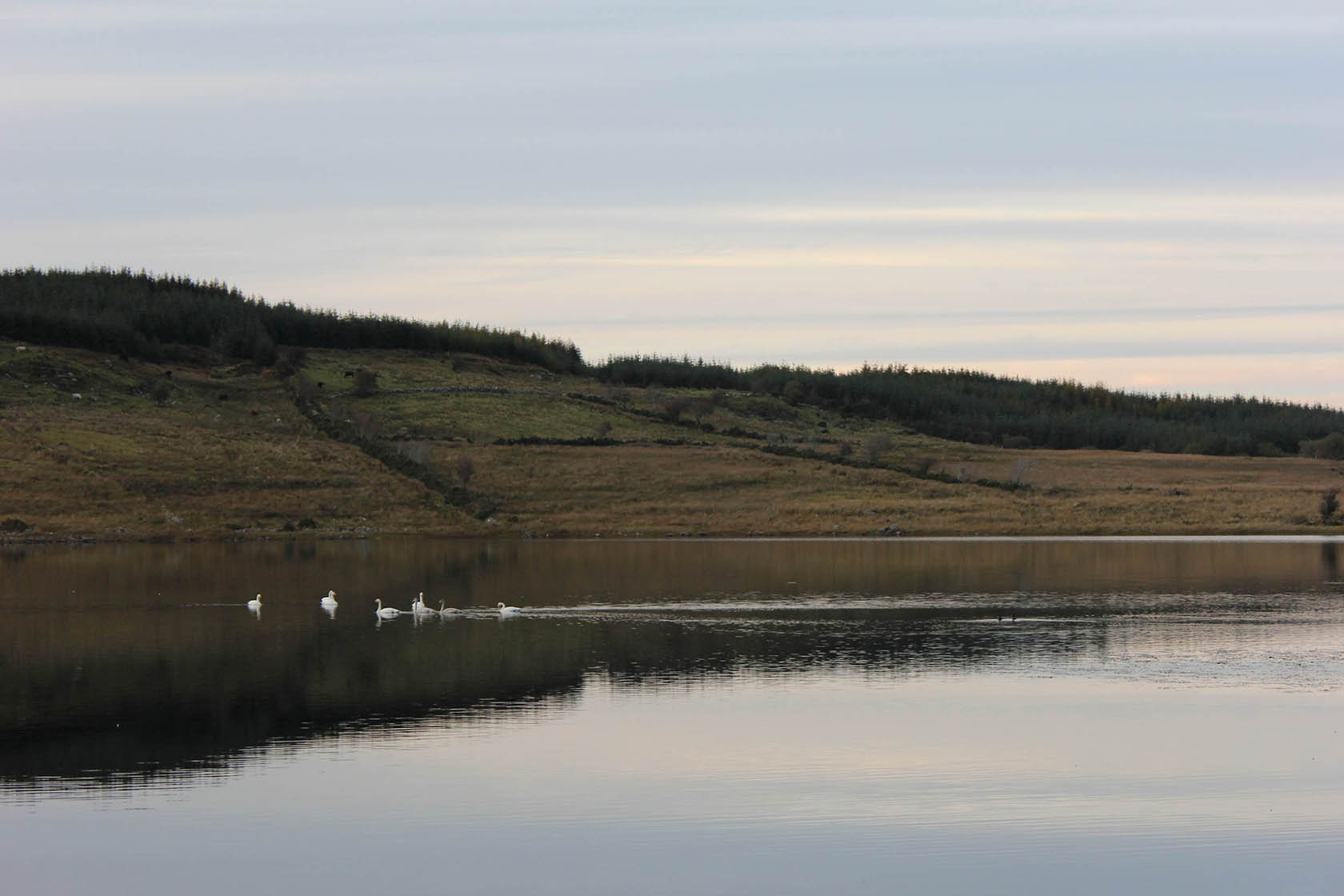 Trusk Lough 4 