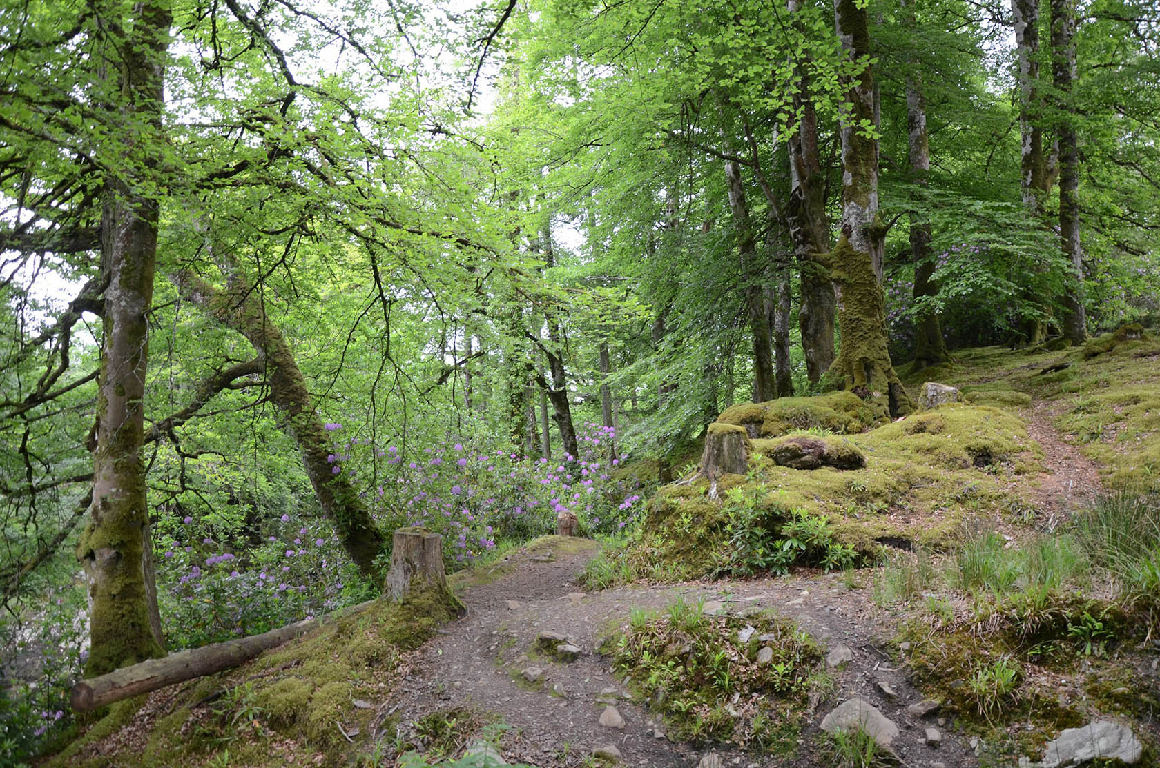 Drumboe Woods and The Salmon Leap 1