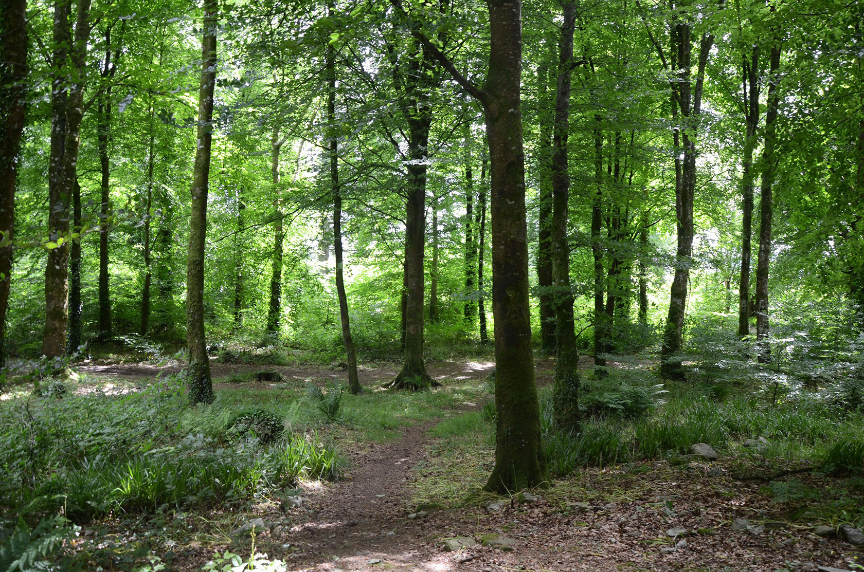 Drumboe Woods and The Salmon Leap 2