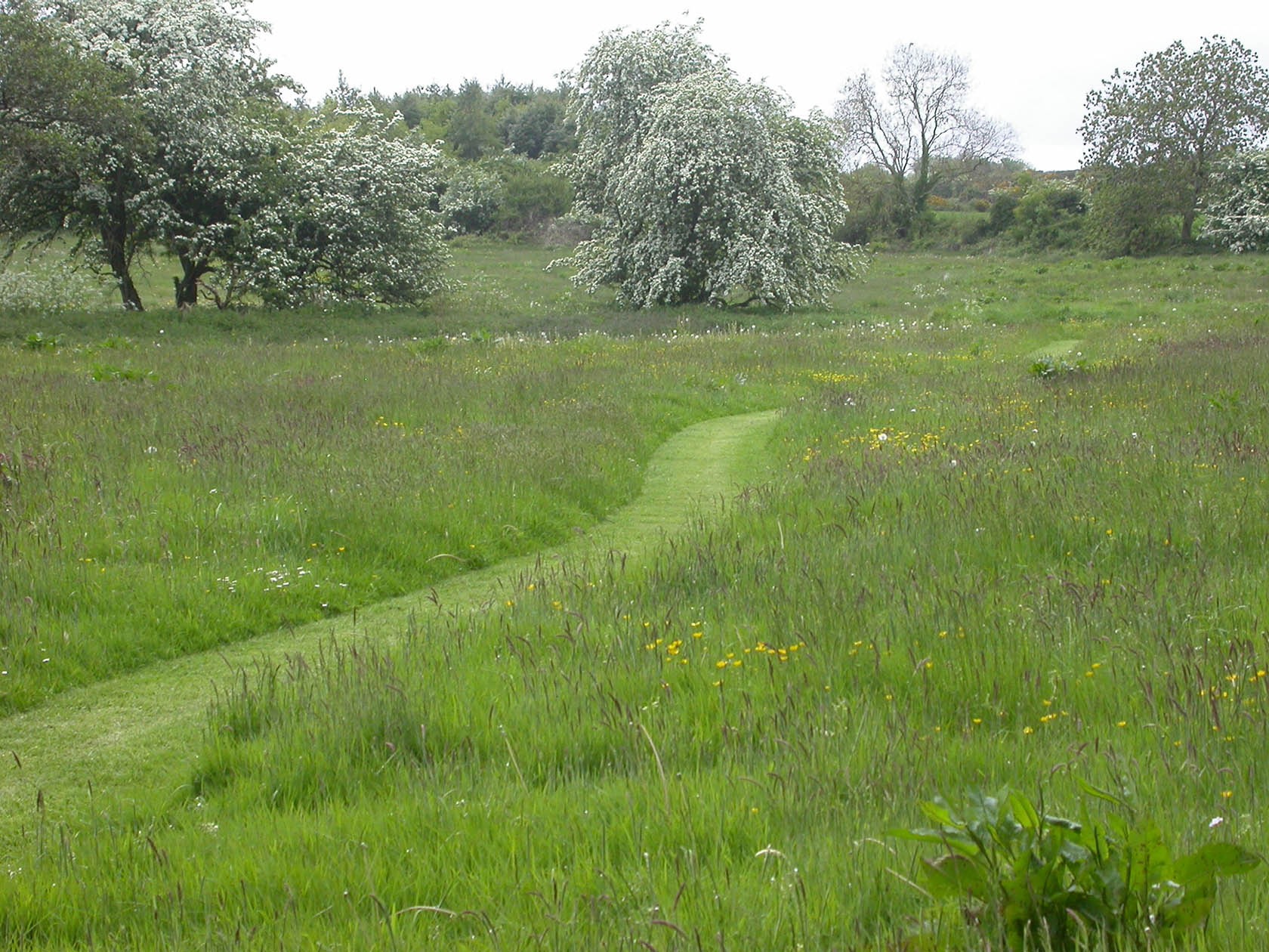Carnowen Plantation 2