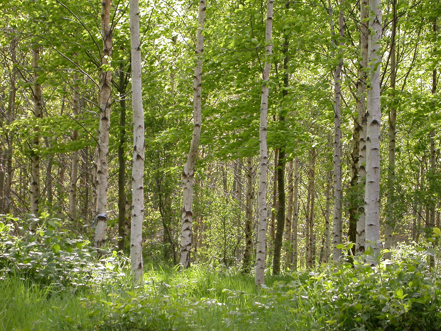 Carnowen Plantation 4