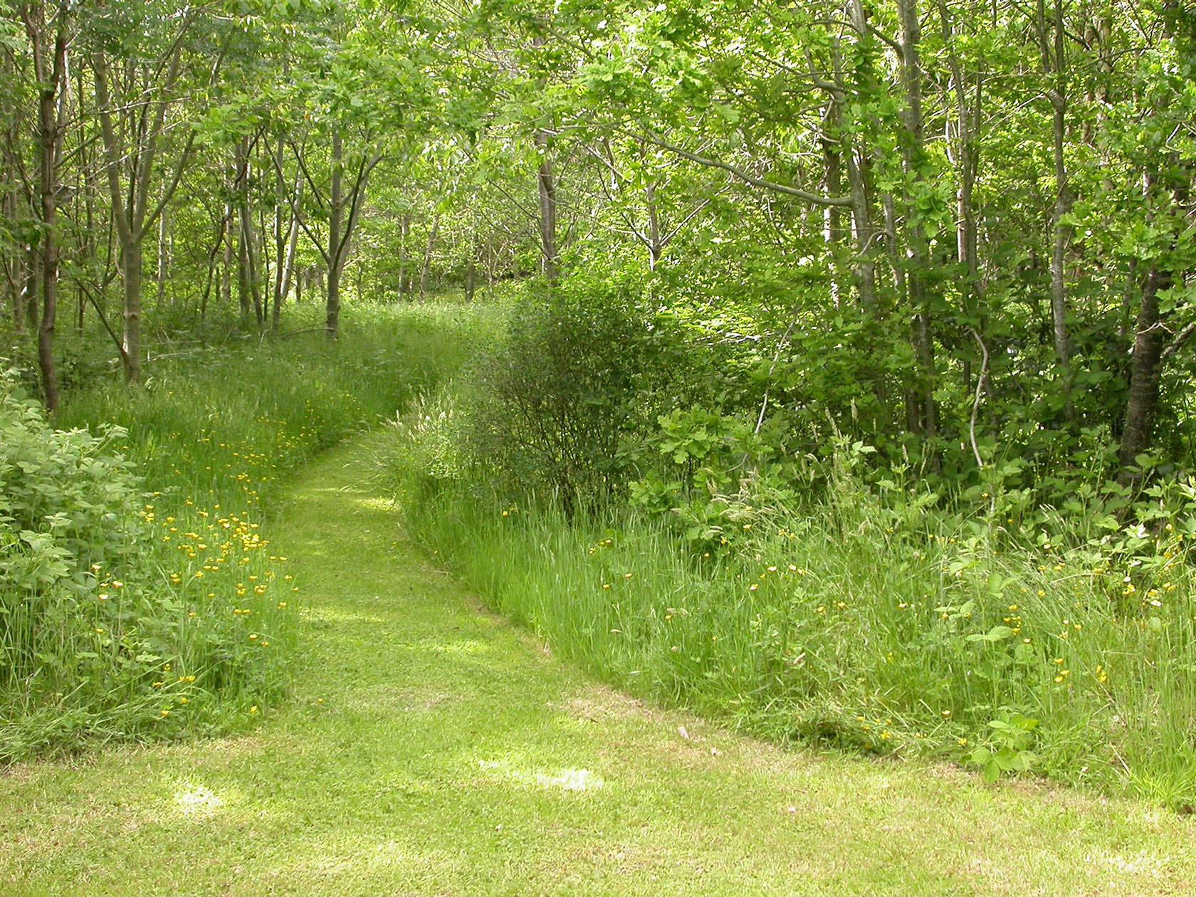 Carnowen Plantation 3