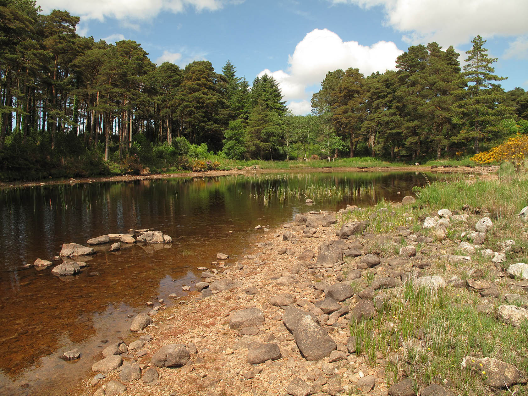 Glenveagh Woodland 1