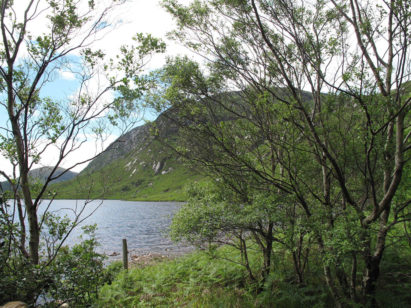 Glenveagh Woodland 2