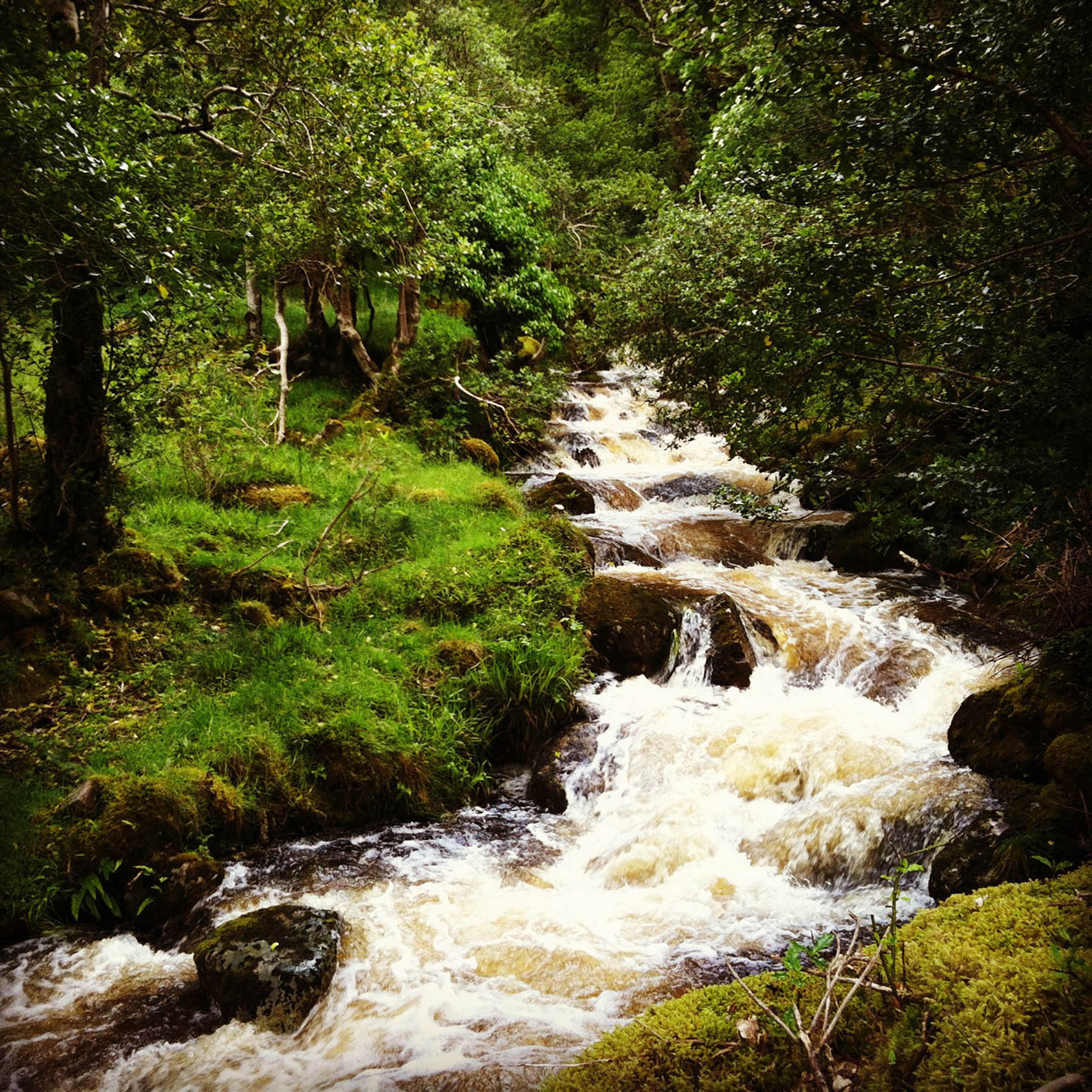 Glenveagh Woodland 3