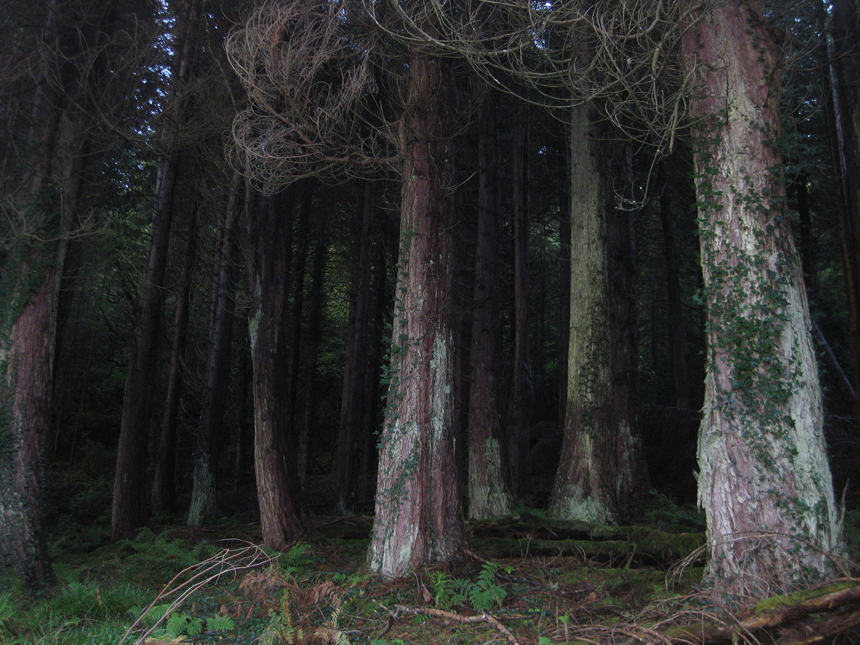 Ards Forest 3
