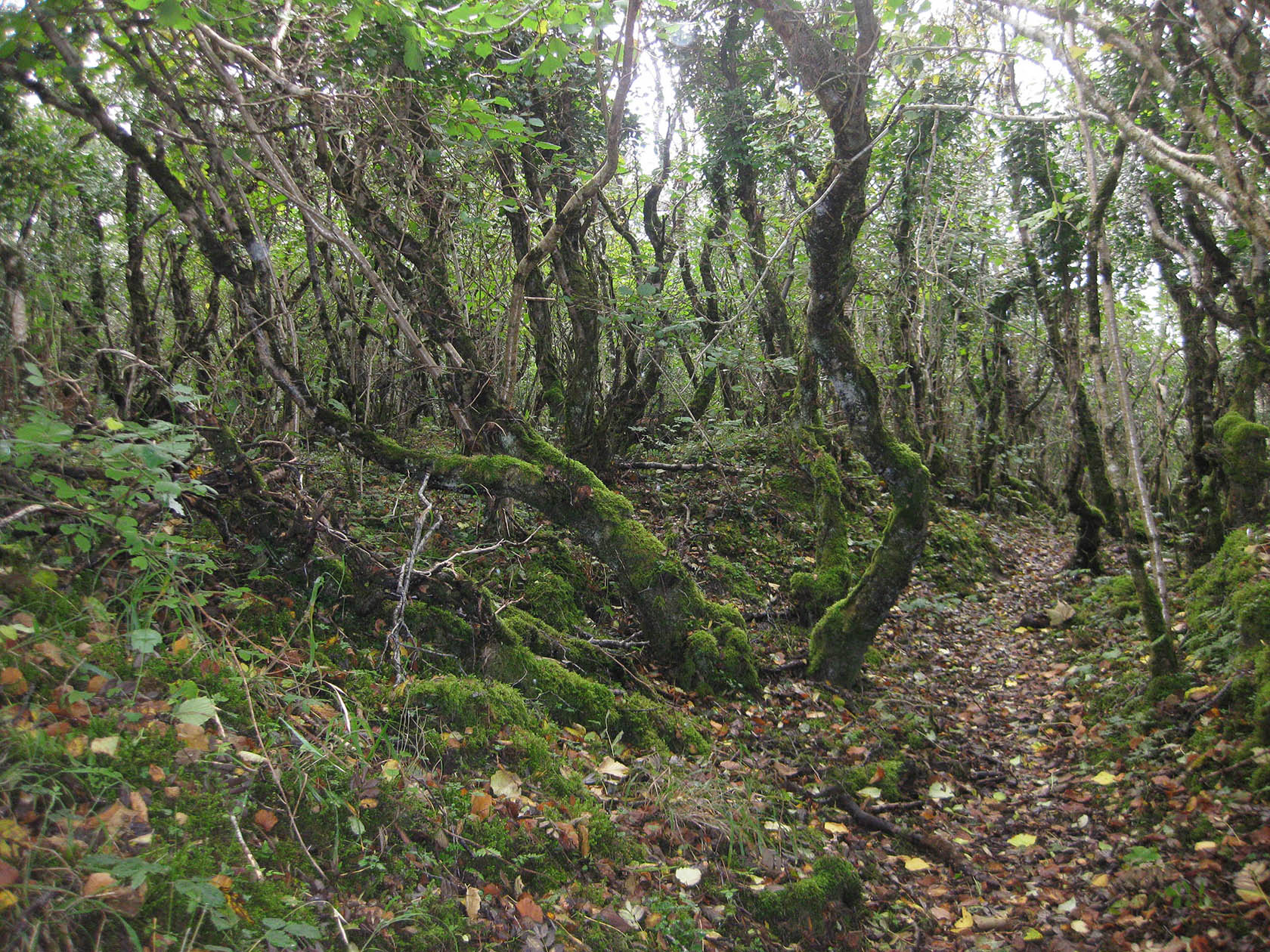 Ards Forest 2