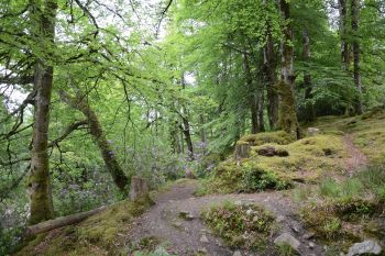 Drumboe Woods and The Salmon Leap 1