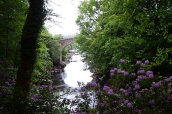 Drumboe Woods and The Salmon Leap 3