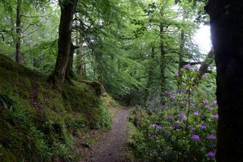 Drumboe Woods and The Salmon Leap 4 