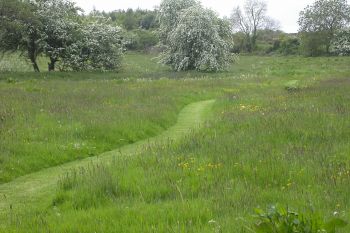 Carnowen Plantation 2