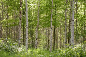 Carnowen Plantation 4