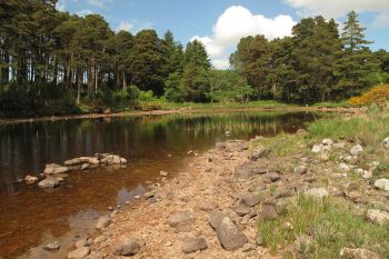 Glenveagh Woodland 1