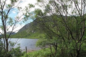 Glenveagh Woodland 2