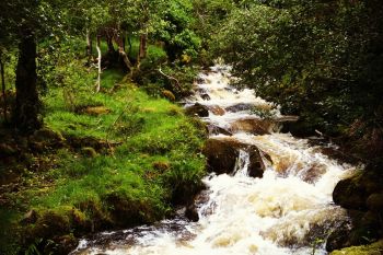 Glenveagh Woodland 3