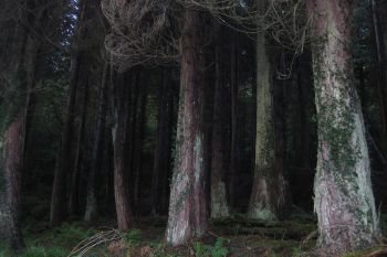 Ards Forest 3