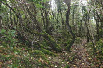 Ards Forest 2