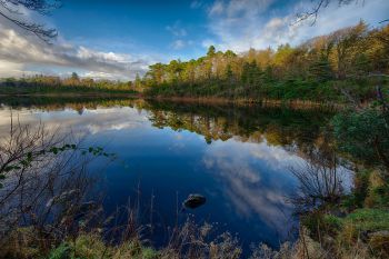 Ards Forest 1